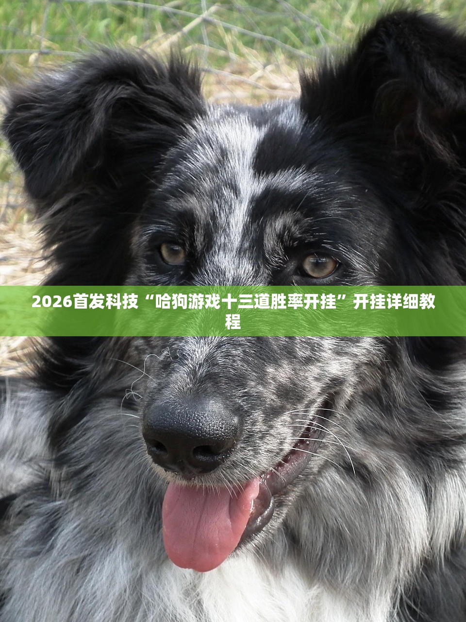 2026首发科技“哈狗游戏十三道胜率开挂”开挂详细教程