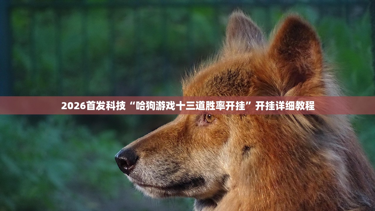 2026首发科技“哈狗游戏十三道胜率开挂”开挂详细教程