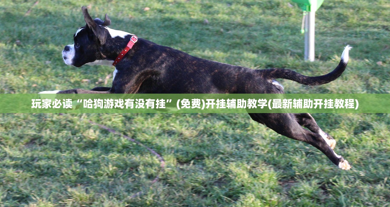 玩家必读“哈狗游戏有没有挂”(免费)开挂辅助教学(最新辅助开挂教程)