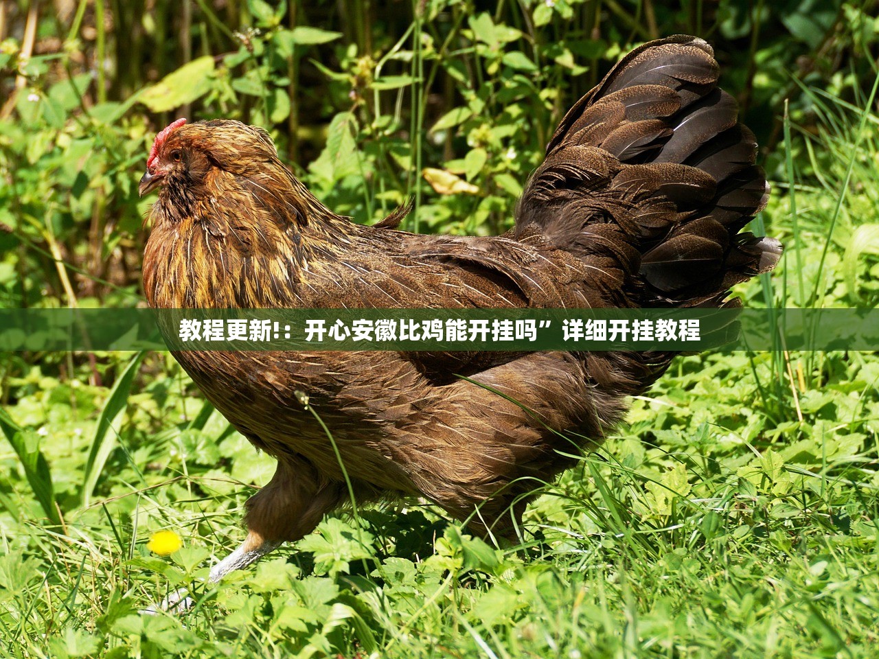 教程更新!：开心安徽比鸡能开挂吗	”详细开挂教程