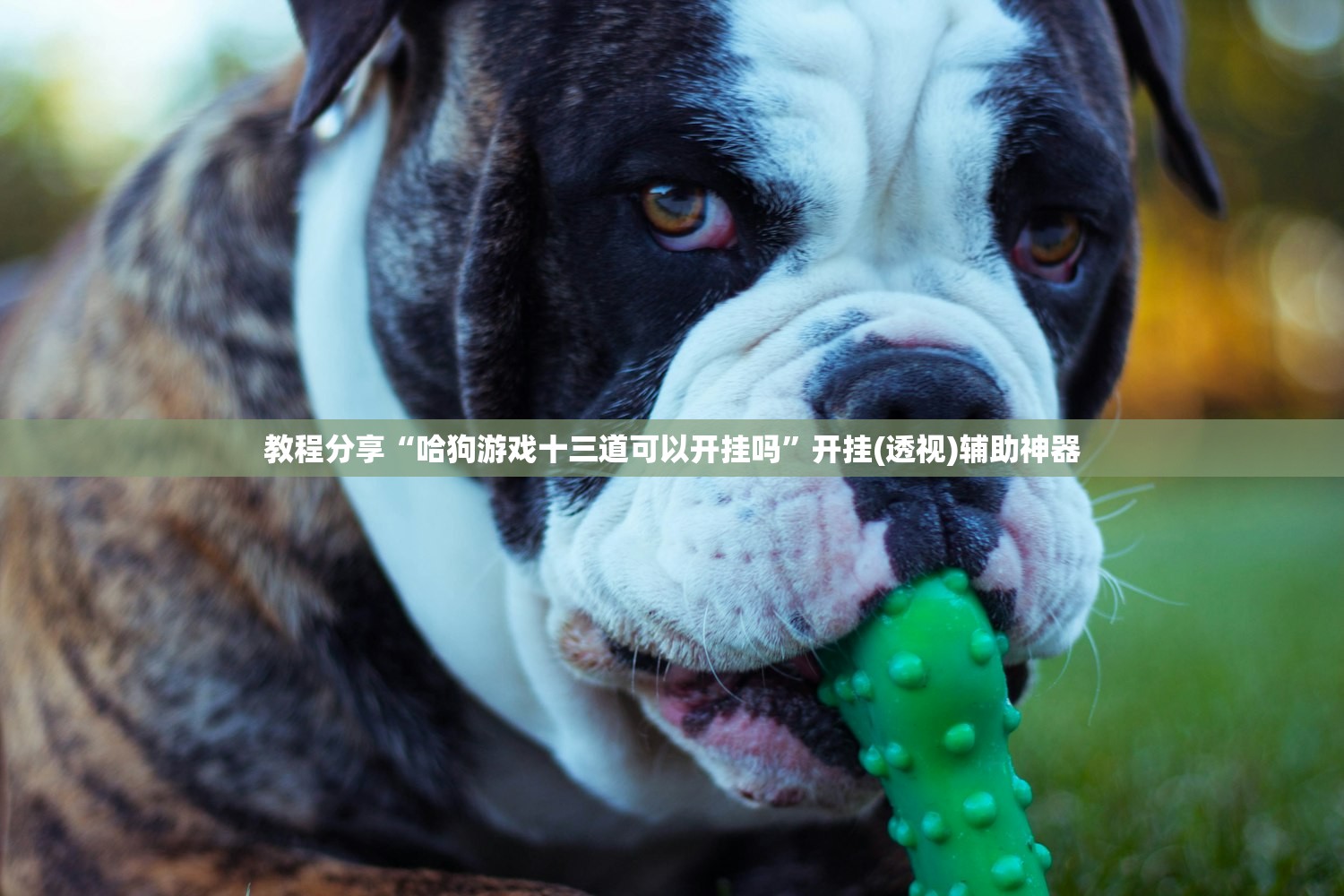 教程分享“哈狗游戏十三道可以开挂吗”开挂(透视)辅助神器