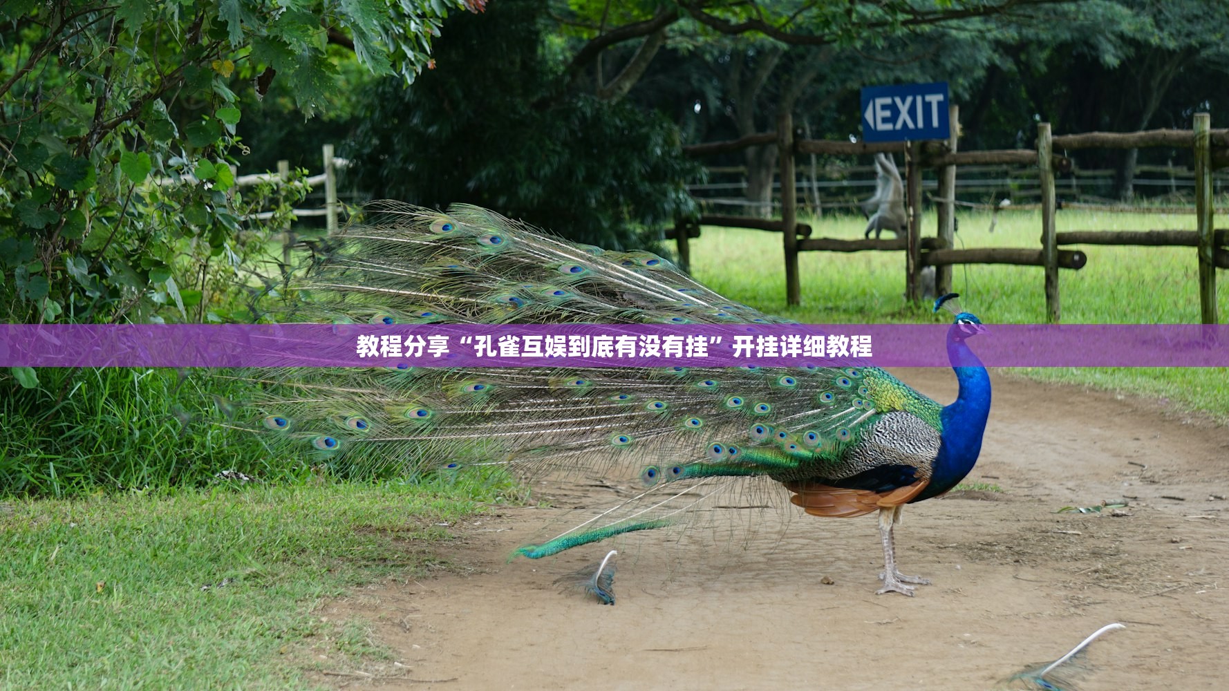教程分享“孔雀互娱到底有没有挂”开挂详细教程