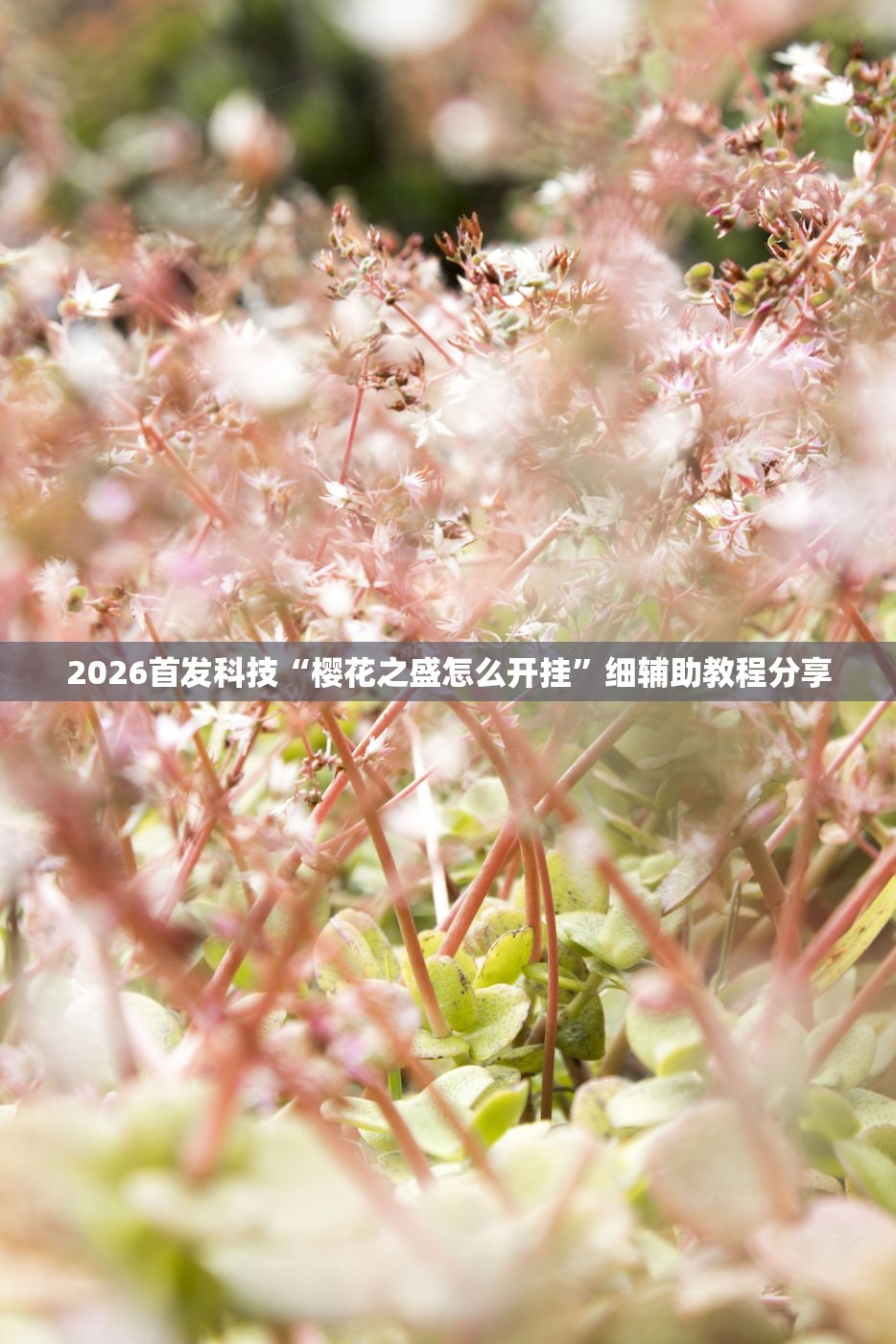 2026首发科技“樱花之盛怎么开挂”细辅助教程分享