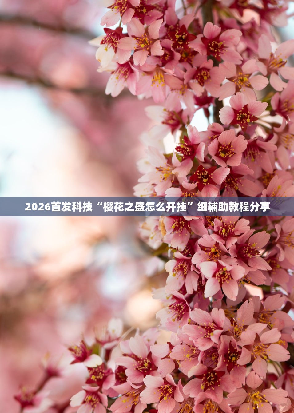 2026首发科技“樱花之盛怎么开挂	”细辅助教程分享