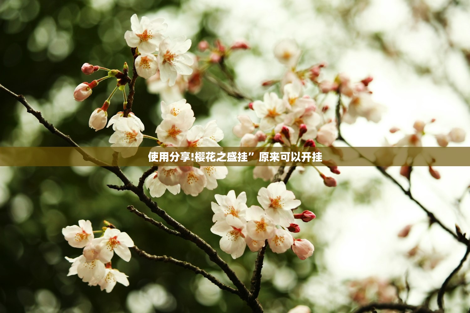 使用分享!樱花之盛挂”原来可以开挂