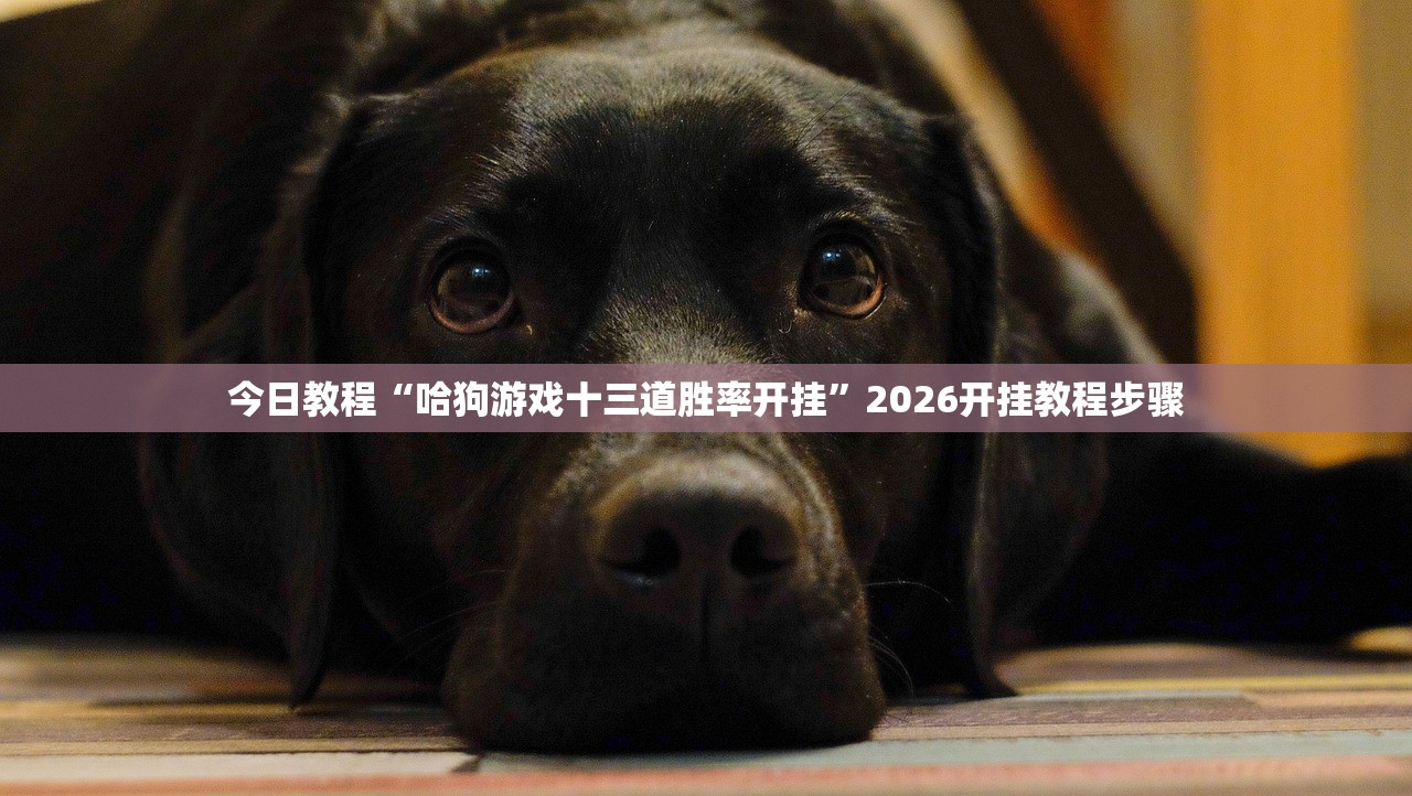 今日教程“哈狗游戏十三道胜率开挂”2026开挂教程步骤