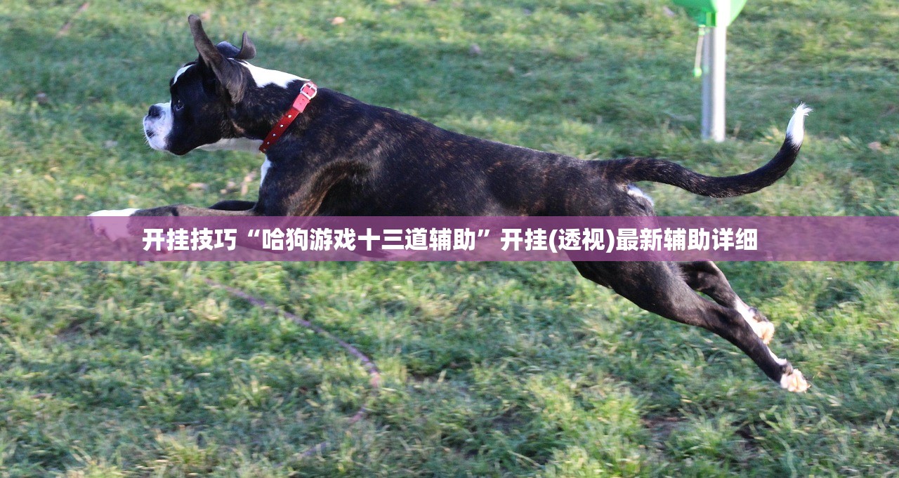 开挂技巧“哈狗游戏十三道辅助	”开挂(透视)最新辅助详细