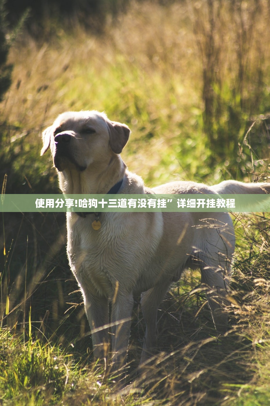 使用分享!哈狗十三道有没有挂”详细开挂教程