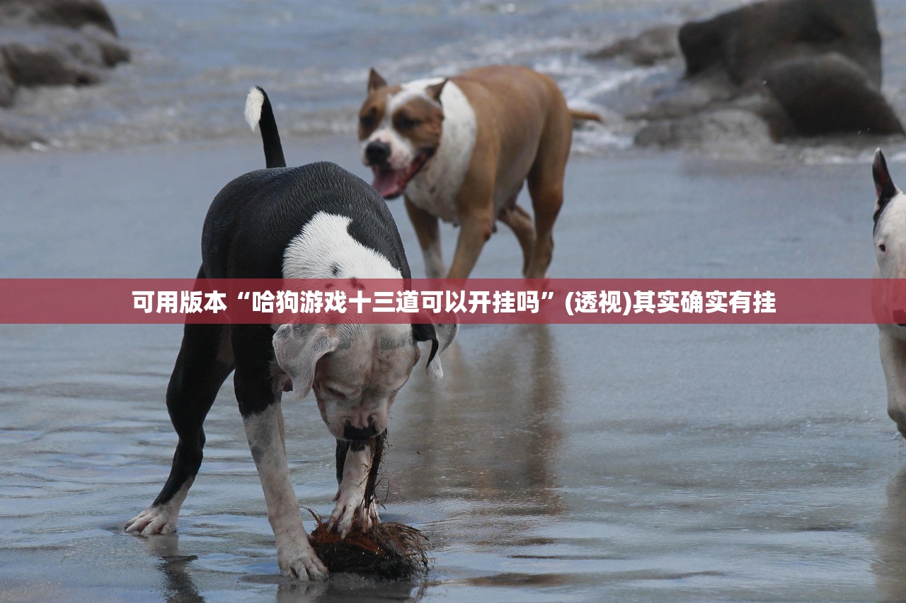 可用版本“哈狗游戏十三道可以开挂吗”(透视)其实确实有挂