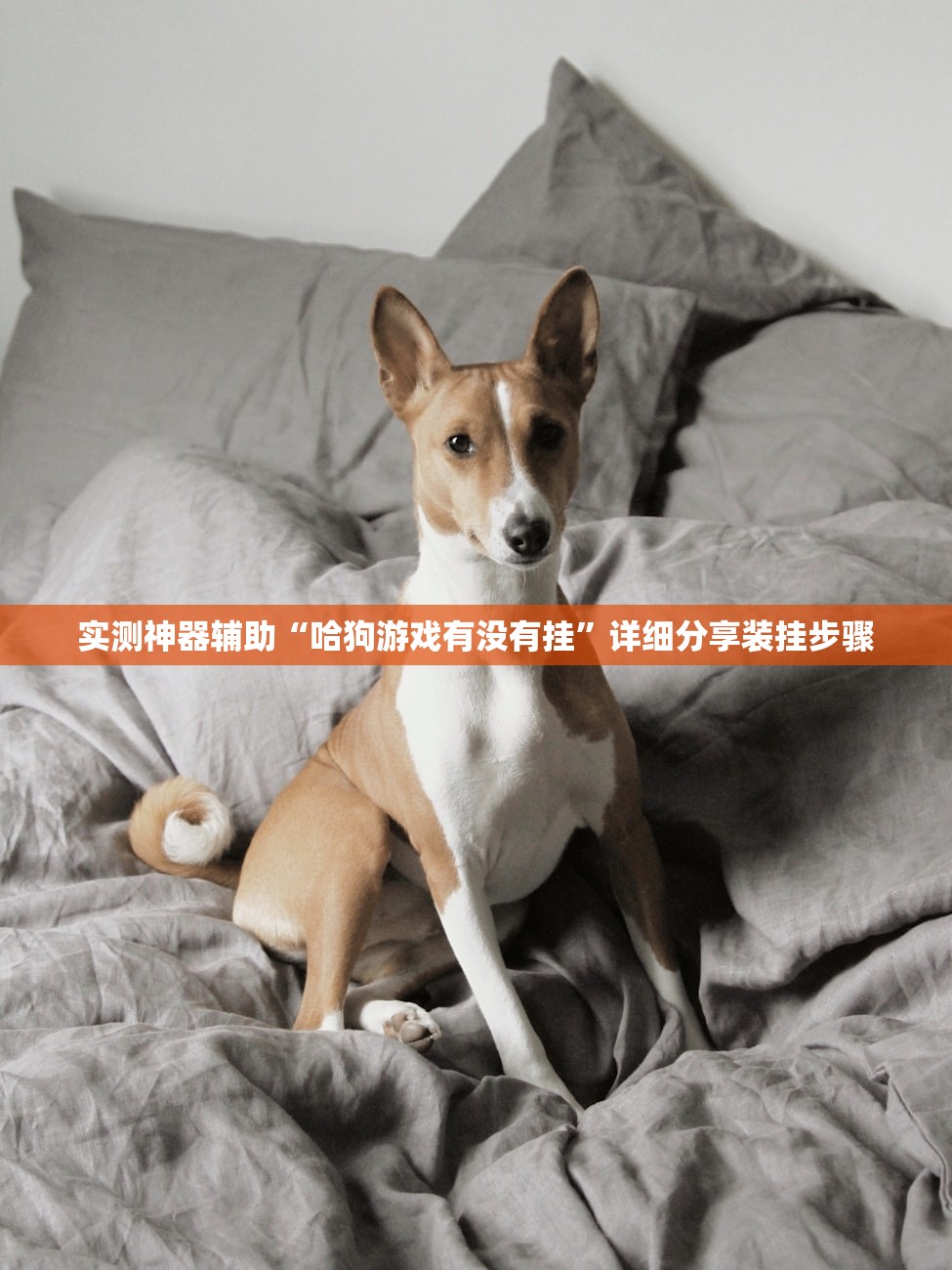 实测神器辅助“哈狗游戏有没有挂”详细分享装挂步骤