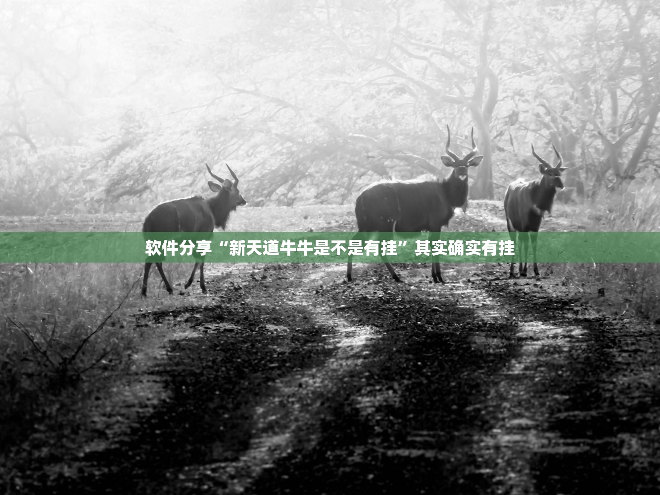 开挂辅助工具“决胜麻将免费挂”其实确实有挂