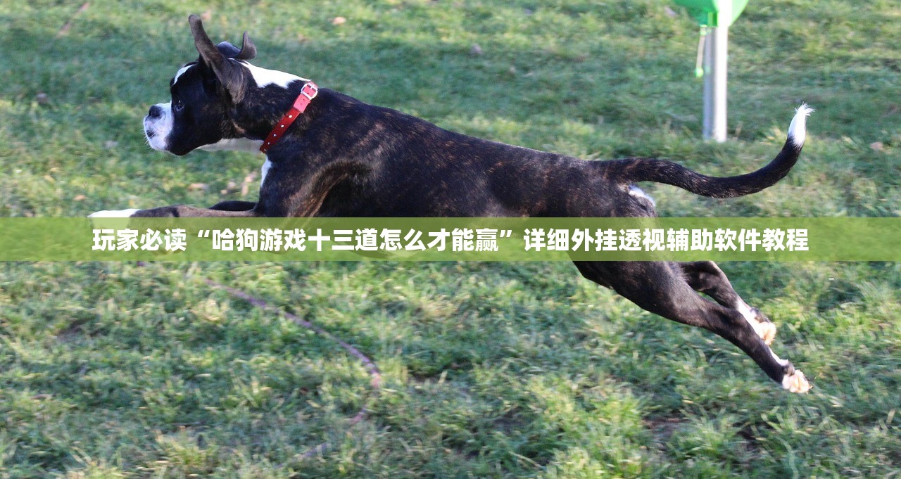 玩家必读“哈狗游戏十三道怎么才能赢”详细外挂透视辅助软件教程
